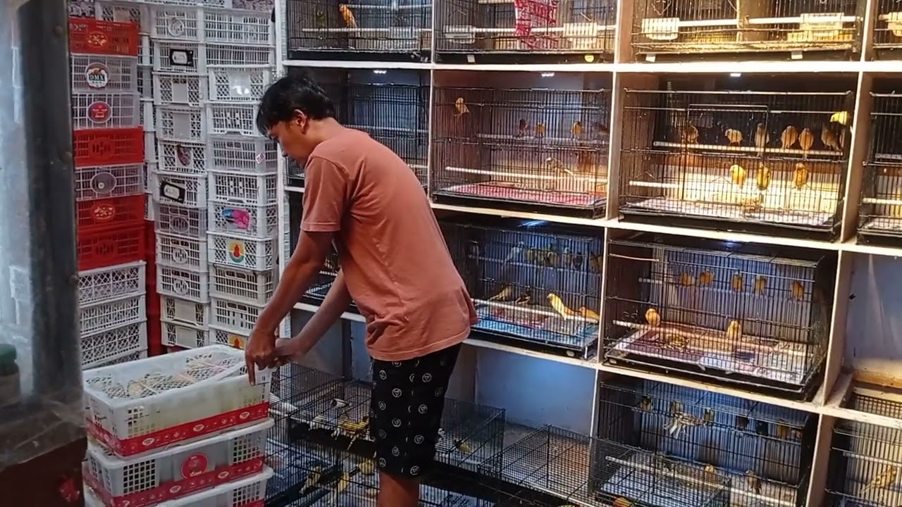 grosir canary bandung