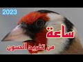 ساعة من تغريد الحسون المدمر خالي من الأخطاء قنبلة الموسم 