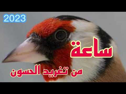 ساعة من تغريد الحسون المدمر خالي من الأخطاء قنبلة الموسم