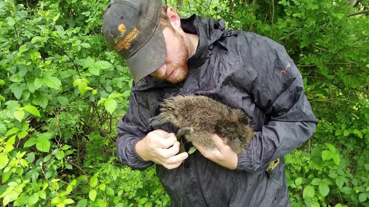 maryland board of nursing Gosling Rescue 5-21-16