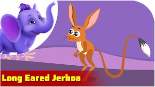 Long Eared Jerboa Weird Animal Songs Appu Series