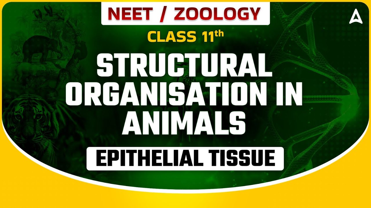 STRUCTURAL ORGANISATION IN ANIMALS CLASS 11 | EPITHELIAL TISSUE | NEET SANJEEVANI BATCH | BY SANKALP
