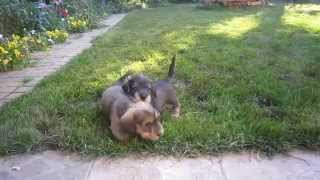 Champion Miniature Wire-haired dachshund puppies for sale