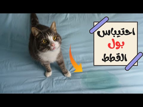 علاج احتيباس البول للقطط علاج احتيباس البول عند القطط احتباس البول عند القطط