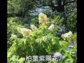紫陽花物語
