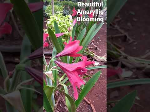 Video: Amaryllis (87 Fotografi): Mbjellja Dhe Kujdesi Për Një Lule Në Shtëpi, Specie Të Amaryllis Red Dhe Belladonna, Që Rriten Nga Një Llambë Dhe Transplantohen