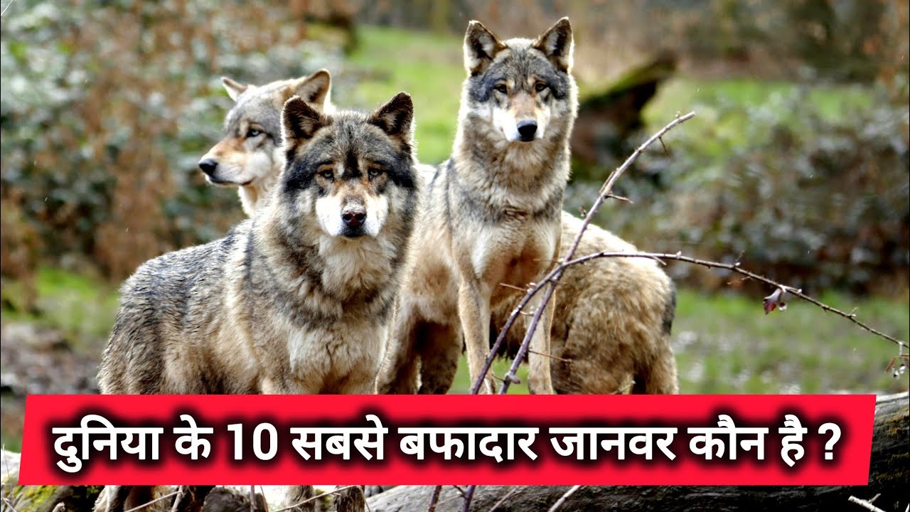 दुनिया के 10 सबसे वफ़ादार जानवर😱 | Top 10 Most Loyal Animals in the World | Facts Video