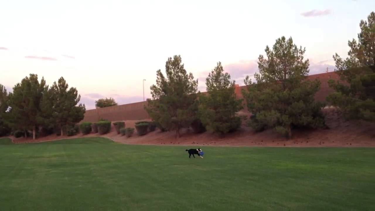 Border collie frisbee