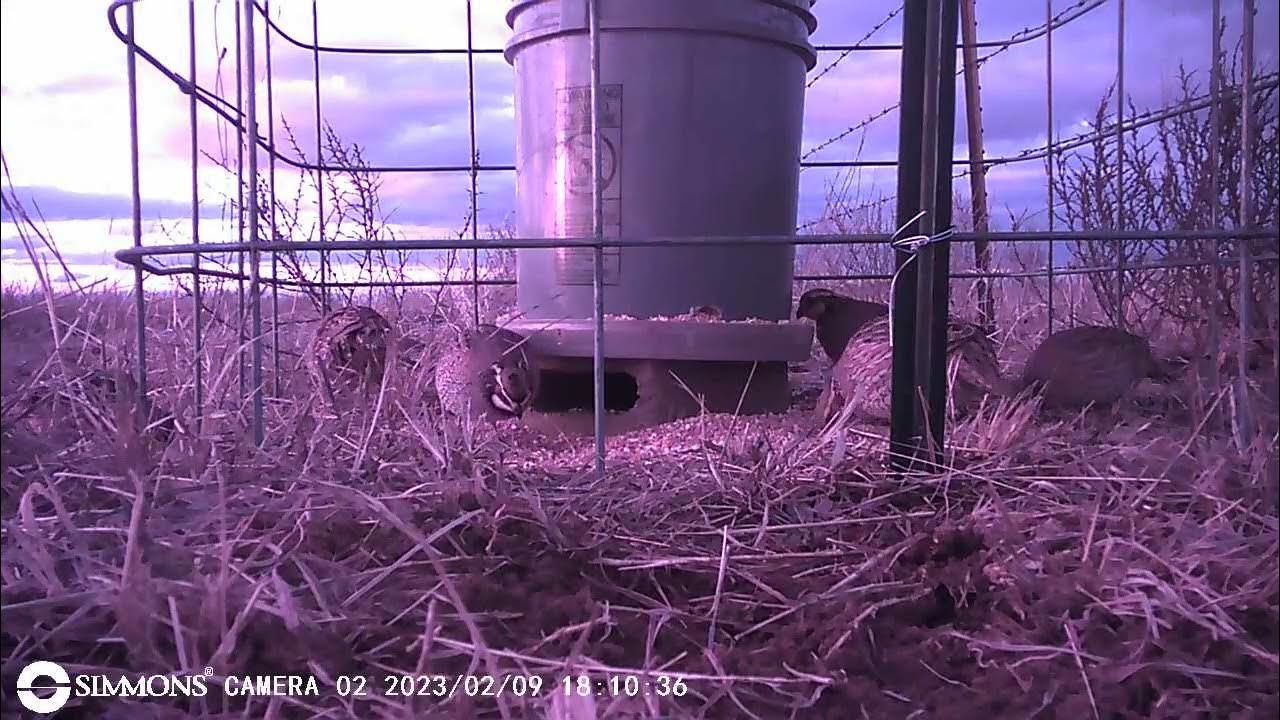 Wild Quail Feeder With Covey - YouTube