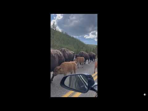 Yellowstone Bison Parade Set to "The Official West Point March"