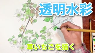 【透明水彩】草いちごをスケッチする♪