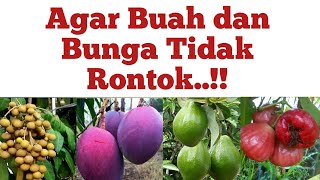 Cara agar Buah Tidak Rontok, Cara Agar Bunga tidak rontok, Tips Untuk semua Tanaman..!!