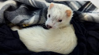 「ごはんだよ」で起こされる、フェレットの寝起きがもはや子供ｗ