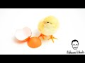 أجمل كتكوت في العالم صوت الكتكوت Chick Sound Küken Sound Sonido De Pollito 