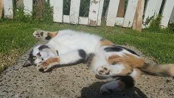 Calico kitten Penny playing in the sunshine!