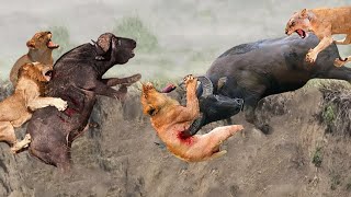 The Buffaloes Risked Their Lives To Drag The Lions Down The Cliff To End The Terrible Battle by TH Animal Wild 69,381 views 1 year ago 10 minutes, 31 seconds