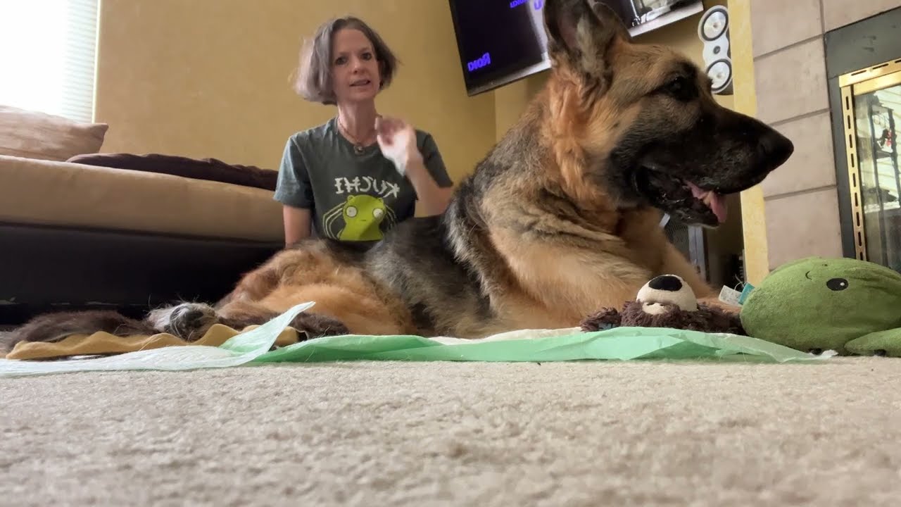 How to flip a large dog over. Flipping a large dog that is paralyzed, or, down in the back.