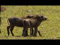 The rains of africa   african portfolio  great plains conservation