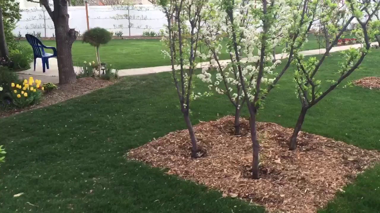 Backyard Orchard Culture Utah April 2016 Youtube