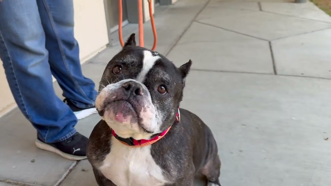 Adopt Shelter Rock Star Billy Joel! This Bundle of Joy Needs His Life Saved by Aug. 20th!