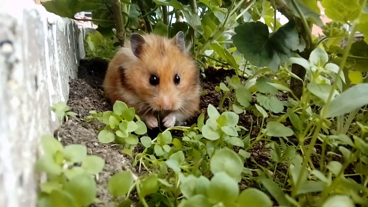 Cute hamster eating plants in a garden on a top of a building YouTube
