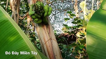Kỳ lạ buồng chuối mọc ở giữa thân cây // ĐÓ ĐÂY MIỀN TÂY