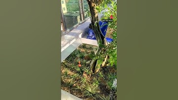 Béc tưới 2 trong 1 vừa tướ nhỏ giọt vừa phun sương giá rẻ