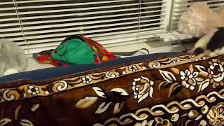 Ахахахахахаха Что Я Сделала С Братом