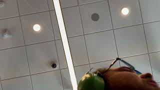 Wallace Glendale Town Center Panda Express Chinese Kitchen Soft Opening Culinary Arts Restaurant  screenshot 3