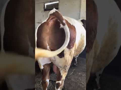 نعم أنتبه من الباعة المتدربين عن حيل كتيرة