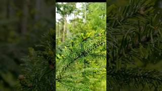 🌲ХвойныйПалисадник #ель#сосна#деревья#природа_россии #урал#сибирь#сибирь_моя#погода