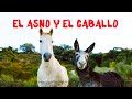 EL ASNO Y EL CABALLO (fábula)