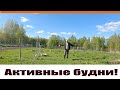 На пустые мешки -  купили окно и 70 индюков "выехали" наконец то  из сарая! Жизнь в деревне!