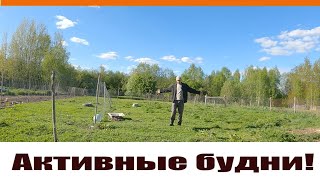 На пустые мешки -  купили окно и 70 индюков "выехали" наконец то  из сарая! Жизнь в деревне!