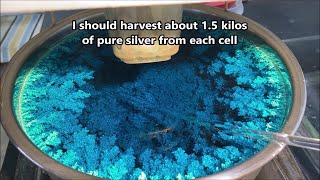 Both Silver Cells Ready For Harvest by sreetips 8,612 views 2 months ago 2 minutes, 34 seconds