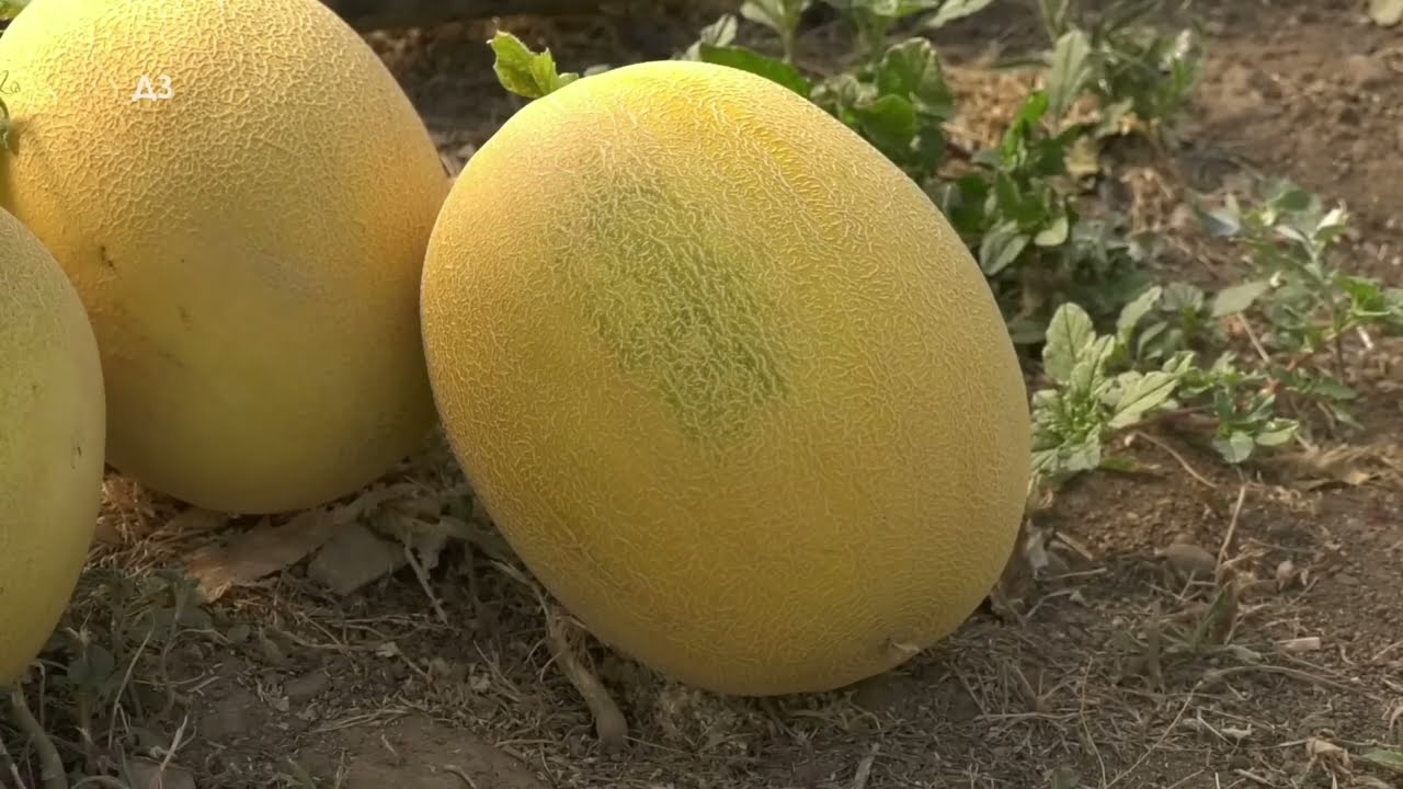 Zašto je DUBLE F1 najtraženija dinja među proizvođačima