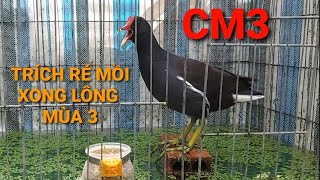 trích ré la | CM3 | trại chim thế hiển cà mau