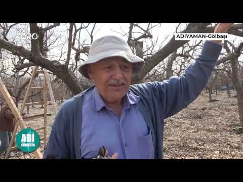 Video: Trabzon hurması nasıl büyür, başlangıç hikayesi