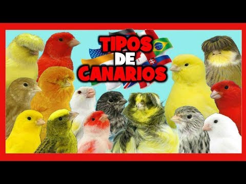 Video: Cómo Nombrar Un Canario