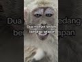 duo monyet sedang bertatap tatapan