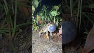 Insane frogs 😱 never seen before #shorts #youtubeshorts #shortvideo