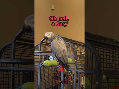 Video: Papagaji kao kućni ljubimci - afrički sivi papagaj