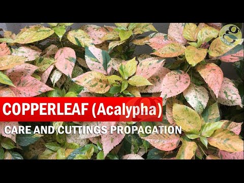 COPPERLEAF Plant Care - Acalypha wilkesiana | How to grow Khalifa Plant from Cuttings - in English