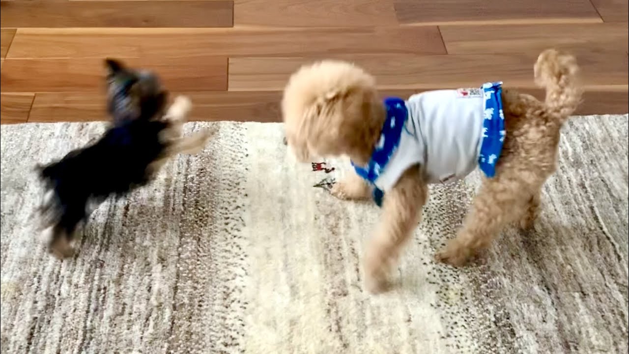 犬見知りトイプードルvs新入りヨーキー（なんでそうなったん…）