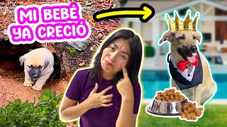 REACCIONANDO A LA VIDA DIFICIL DE KODA 👑| CONNY MERLIN