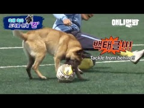 축구하다가 어떤 개한테 <strong>백태클</strong> 당한 썰이요ㅋㅋㅋ ㅣIf Heung-min Son Were Born As A Dog, Then It Would Be Him