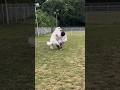 超大型犬のコレがコウなる6/One year after Great Pyrenees #グレートピレニーズ #greatpyrenees #大型犬