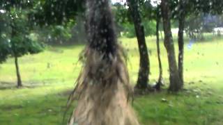 Crazy Emu Attack
