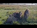 Huge Bilashaka Male Lions On Morning Masaimara 7 April 2025 Huge Bilashaka Male Lions On Morning Masaimara 7 April 2025