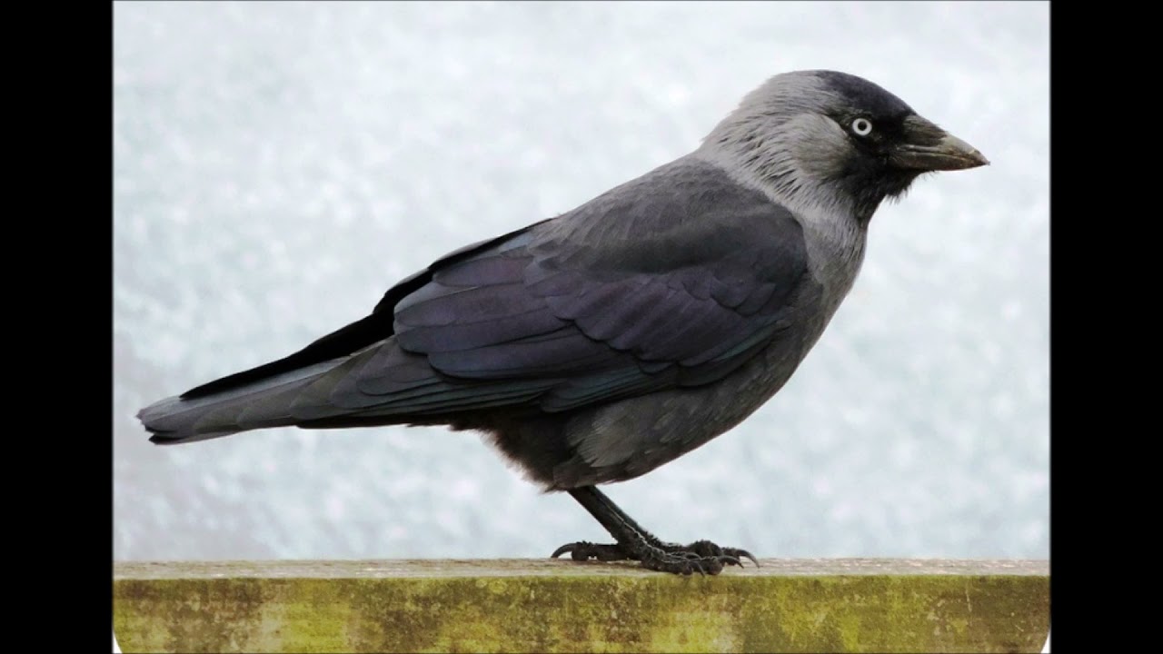 le chant mélodieux du choucas...